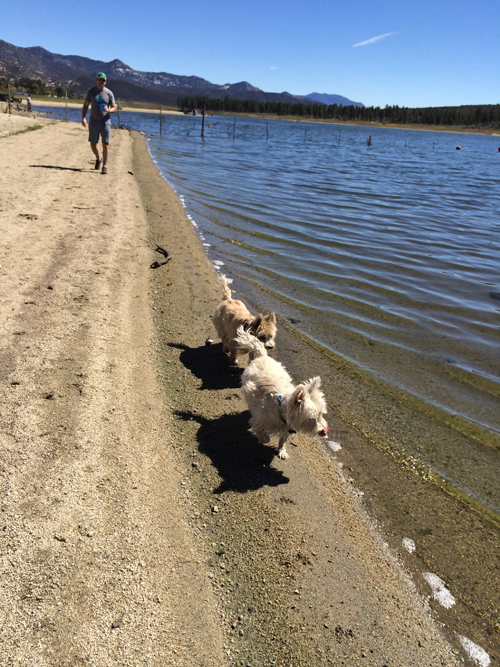 DadAndPupsAtLake