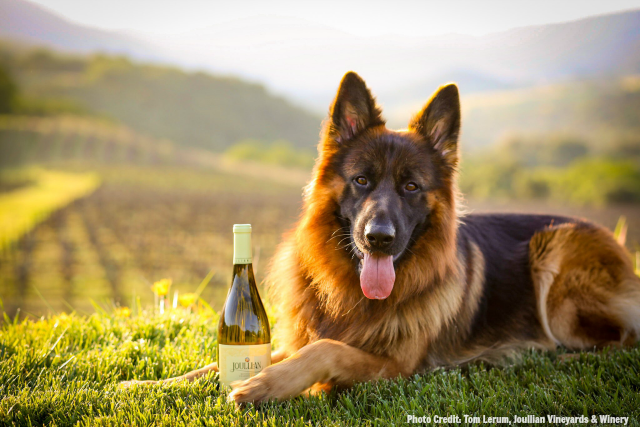This is Chief, whose human is the owner of Joullian Winery in Monterey County! TablerPartyofTwo.com