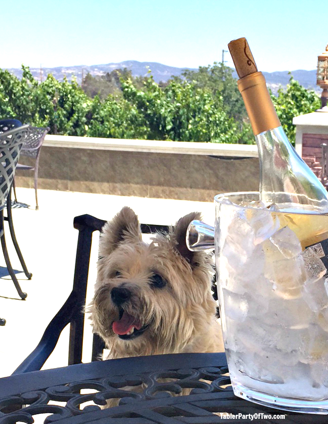 Pumbaa's first visit to a winery... this one in Temecula Valley! TablerPartyofTwo.com