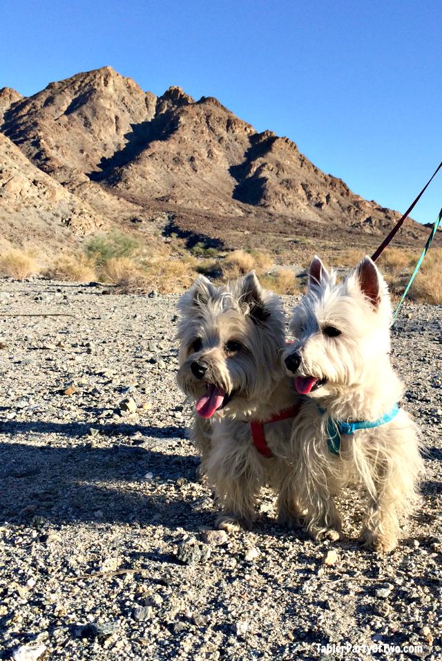 OMG... we LOVE adventures with our pups! TablerPartyofTwo.com