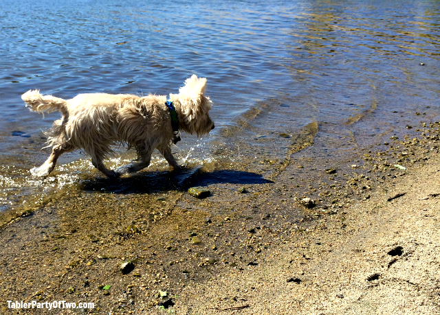 Visiting Lake Hemet with our pooches was such a blast! TablerPartyOfTwo.com